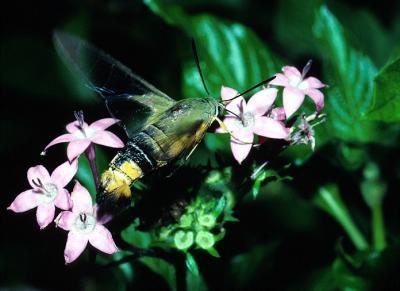 Bee Hawk Moth feeding - Cephonodes