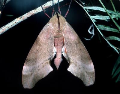 Gum Tree Hawk Moth - Coequosa australasiae