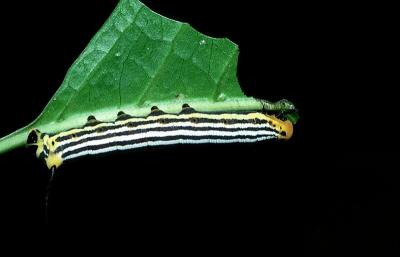 Bee Hawk Moth - larva