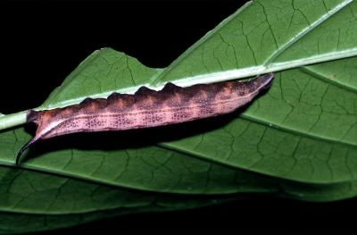 Pisonia Hawk Moth - larva