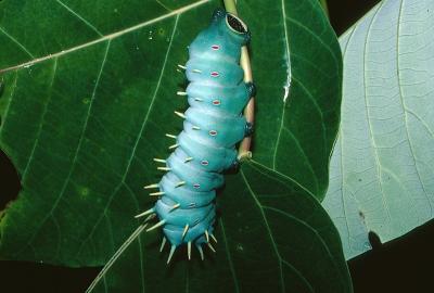 Hercules Moth - larva