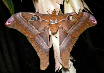 Hercules Moth - female