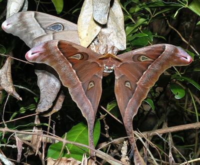 Hercules Moths - mating