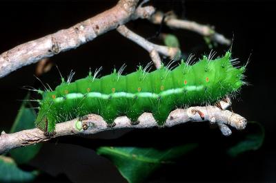 Emperor Moth - larva