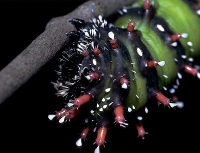 Mistletoe Emperor Moth - larva