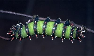 Mistletoe Emperor Moth - larva