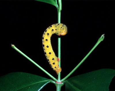Four O'Clock Moth - larva