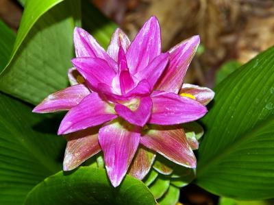 Curcuma australasica (Cape York Lily)