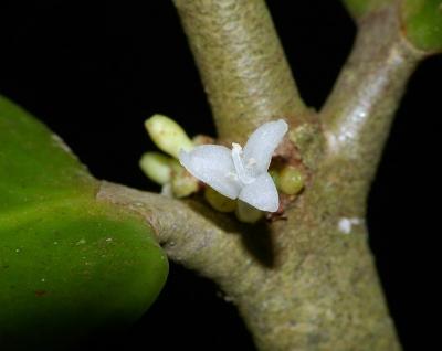 Hydnophytum moseleyanum (Ant Plant)