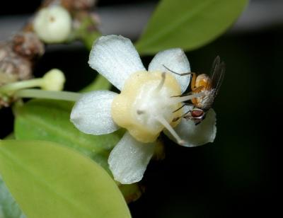 Actephila venusta