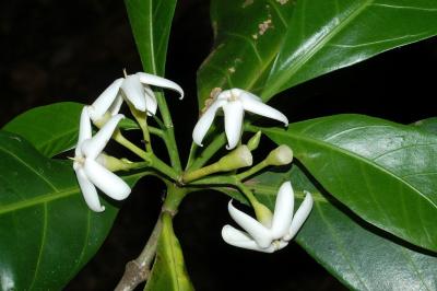 Atractocarpus fitzalanii