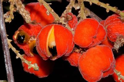 Cupaniopsis curvidentata