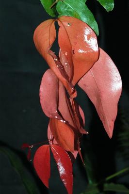 Cynometra sp. Mossman River