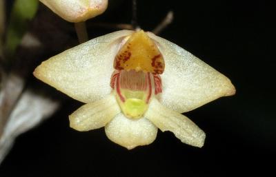 DENDROBIUM RIGIDUM