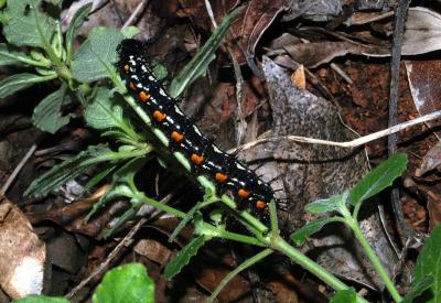 Dipteracanthus australasicus with Leafwing larva