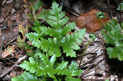 Doryopteris concolor