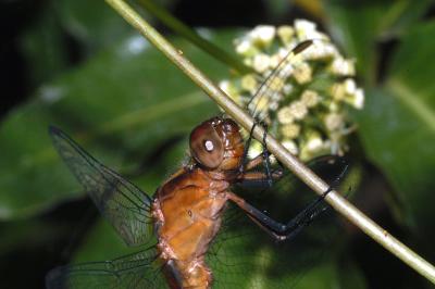 Dragon Fly