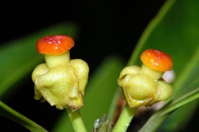 Garcinia sp. Davies Creek 