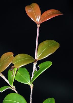 Gossia retusa