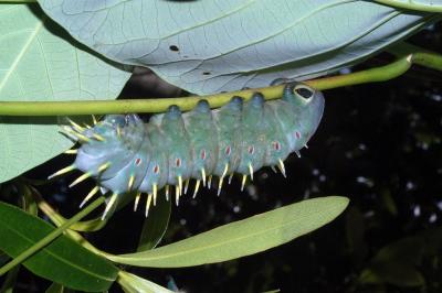 Hercules Moth larva