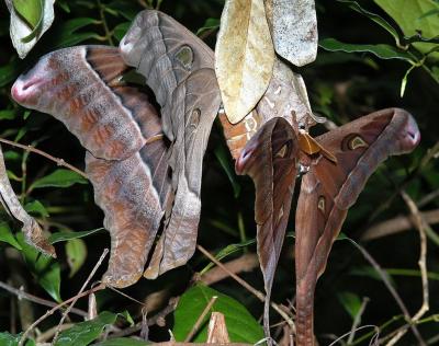 Hercules Moths