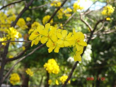 Triển Lãm Hoa tại vườn Tao Ðàn - DSC00045