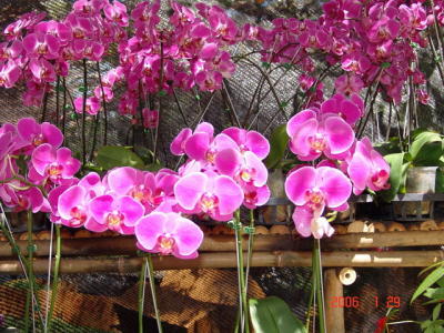 Triển Lãm Hoa tại vườn Tao Ðàn - DSC00048