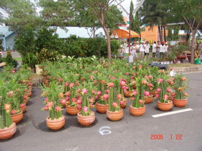 Saigon: Phú Mỹ Hưng : Chợ hoa xuân - DSC00109