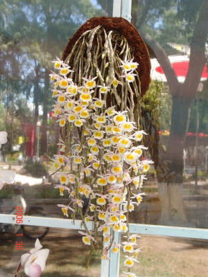 Triển Lãm Hoa tại vườn Tao Ðàn - DSC00152