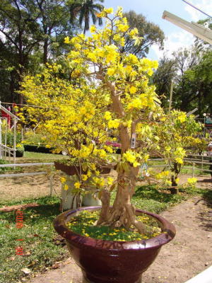 Triển Lãm Hoa tại vườn Tao Ðàn - DSC00269