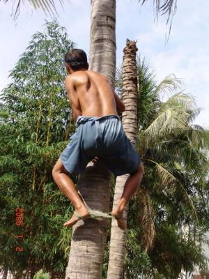 Mũi Né: Trèo hái dừa - DSC02839