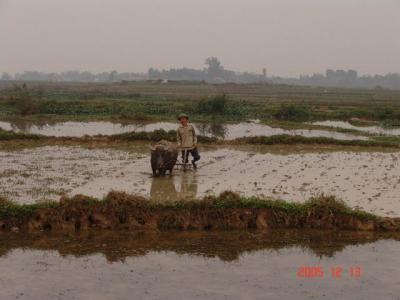 Làng quê tôi tại Bắc Ninh: Bừa ruộng - DSC00250