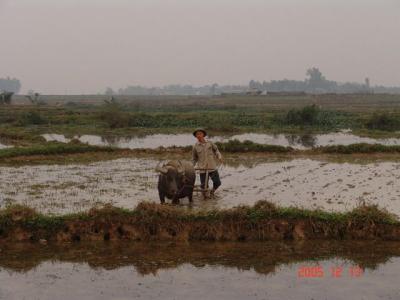 Làng quê tôi tại Bắc Ninh: Bừa ruộng - - DSC00251