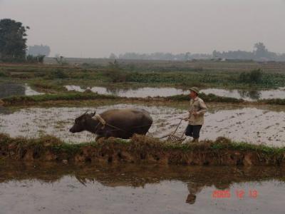 Làng quê tôi tại Bắc Ninh:  Bừa ruộng -- DSC00252