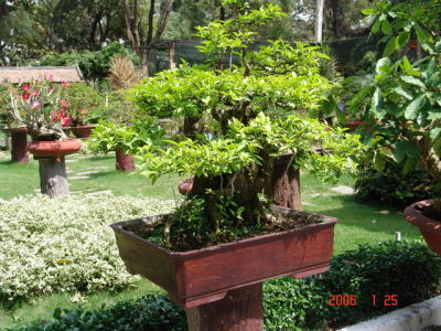 DSC00147_Bonsai_RS.jpg