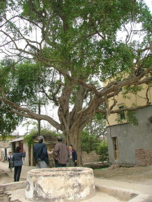 Cây đa va giếng nước đầu làng tại quê tôi - DSCF1975