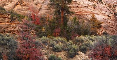 Zion NP - 23 image pano Stitch