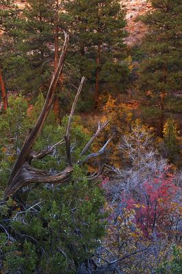 Zion NP #126