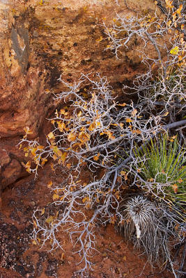 Canyon de Chelly #037