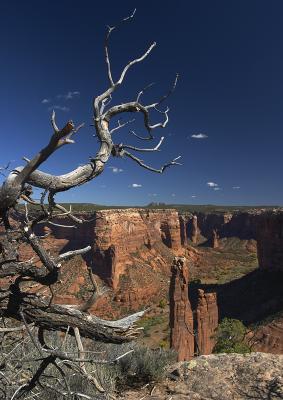Spider Rock #249
