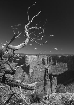 Spider Rock #249 B&W