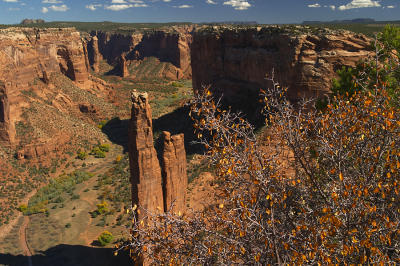 Spider Rock #275