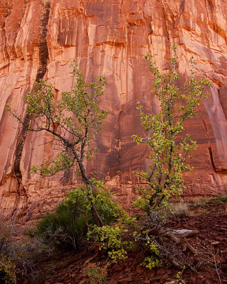 Monument Valley #101