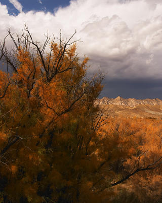 Cottonwood Canyon #309