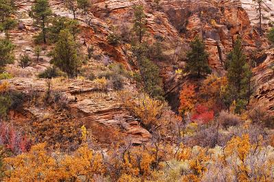 Zion #137