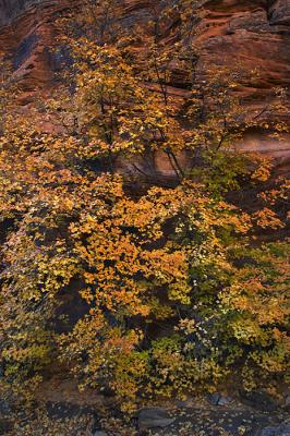 Zion #067