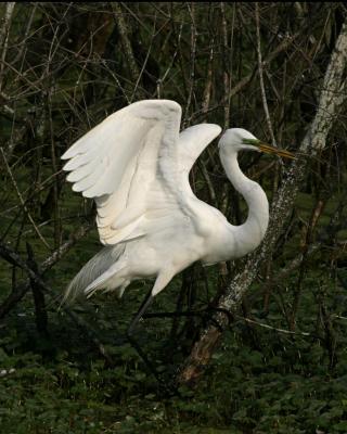 Egret #192