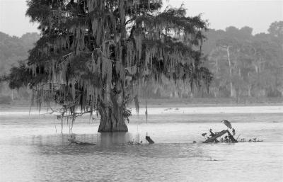 Cypress Dawn #128 B&W