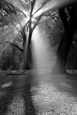 Forest Light #171 B&W