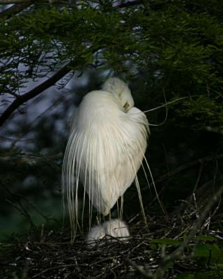 Egrets #226